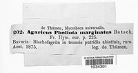 Agaricus marginatus image